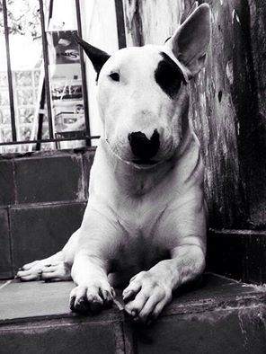 Английский бультерьер. - 1 июля 2016 в 10:20