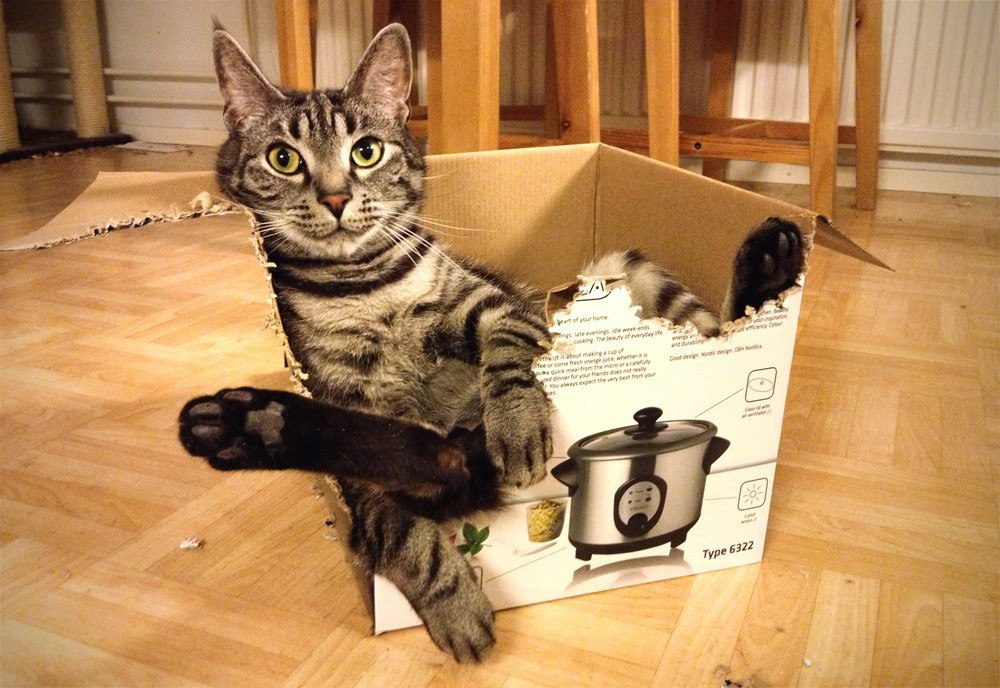 Котик в коробке
