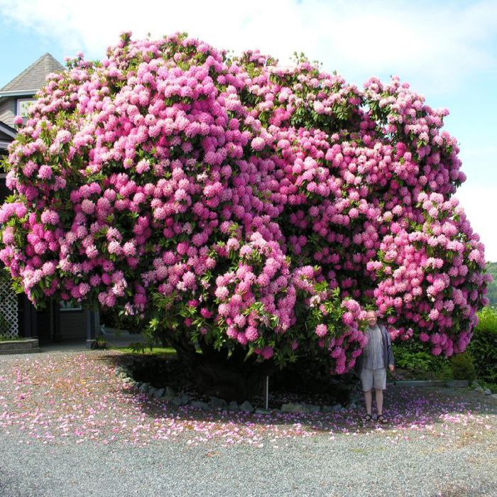 . (Rhododendron L)        ... - 5