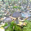 ���� �������, ������ ��������, 43 ���� - ��������� 10 ���� 2016 � ������ ���� ����������