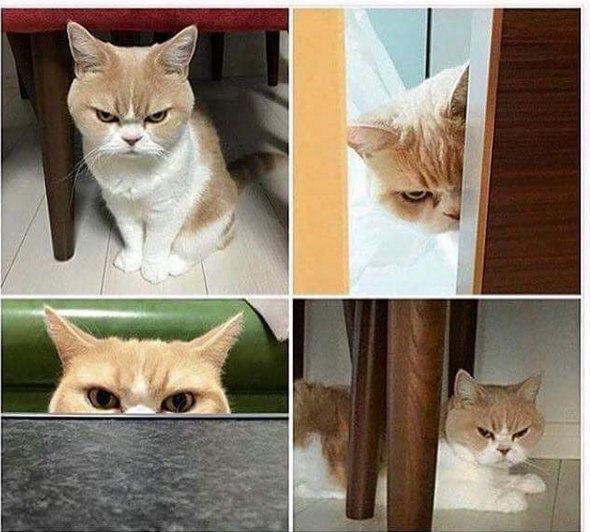 ,  