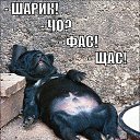 ���� �������, �����-���������, 66 ��� - ��������� 13 ������ 2016