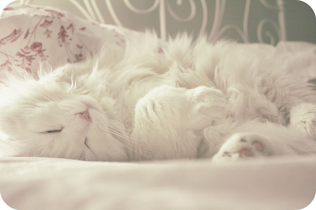 Доброе мягкое нежное. Нежные котята. Спящие котята. Пушистых снов. Нежная кошка.