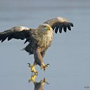 ���� ���100, ������������, 57 ��� - ��������� 6 �������� 2016 � ������ ���� ����������