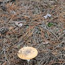 ���� ������, ���������, 42 ���� - ��������� 24 ����� 2016 � ������ ��������� ���