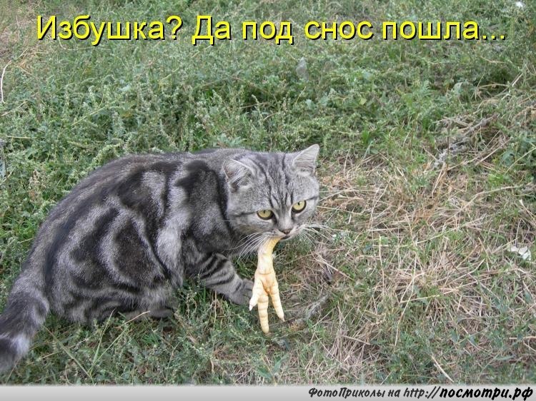 Без кота и жизнь не та - 28 марта 2016 в 10:32