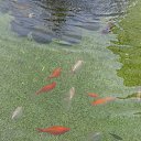 ���� ������, �����-���������, 70 ��� - ��������� 2 ���� 2016 � ������ ��� ������