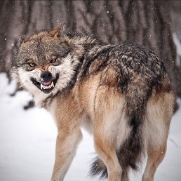 �������, ������, 43 ����