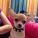 ���� �������, ����, 54 ���� - ��������� 31 ��� 2016