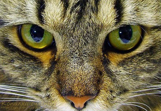 НАРОДНЫЕ ПРИМЕТЫ СВЯЗАННЫЕ С КОТАМИ: Если кошка сама приходит в дом, это значит, что она приносит ...