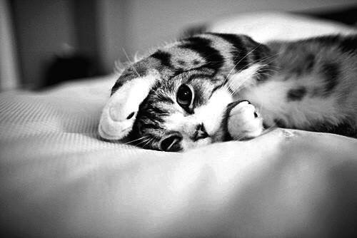 CATS OF ALL - 4 июля 2016 в 21:05