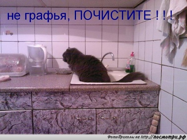 Без кота и жизнь не та - 27 марта 2016 в 07:06