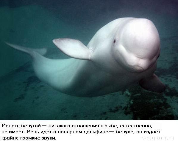 Вы знали что ... - 10