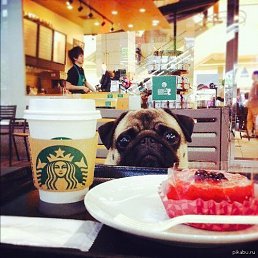 ����, �������