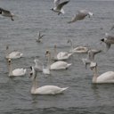 ���� ������, ����������, 69 ��� - ��������� 29 ����� 2016 � ������ ���� ����������