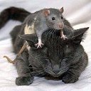 ���� ����, ������� - ��������� 11 ������ 2016 � ������ ��������