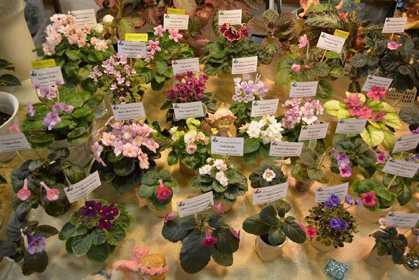 Выставка комнатных растений. Выставка комнатных растений СПБ. Выставка комнатных цветов Москва. Выставка домашних цветов.