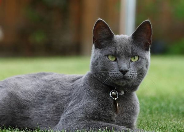 Русская голубая кошка - одна из самых популярных короткошерстных пород кошек в мире. Своё начало ...
