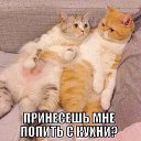 ���� ����, ������� - ��������� 11 ������ 2016 � ������ ��������