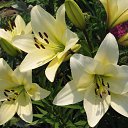 COURIER (��-������) ���� �������� �� ������� ���� ����ۻ