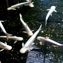 ���� ������, ������������, 69 ��� - ��������� 21 ������� 2016 � ������ ��������