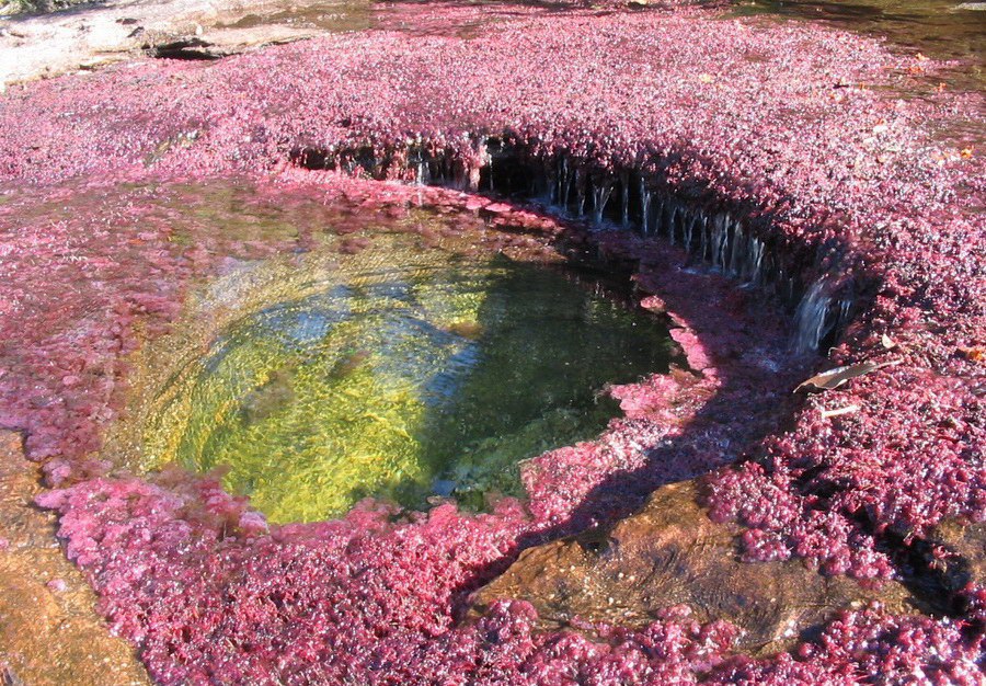 -      .- (Cao Cristales   ), ... - 3