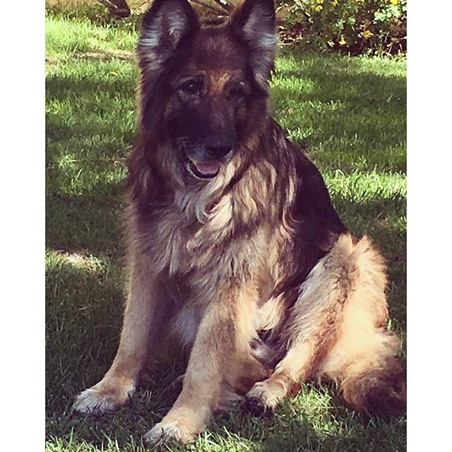 Spike #GermanShepherd.  ,     , #IG!