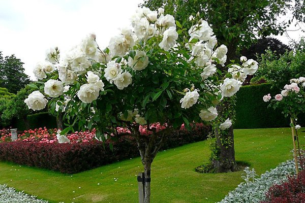 ���� �������� ���������(Penshurst Place & Gardens)����,��������������. ��� �������� ����������� ... - 3