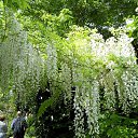      (Giverny)   .    (Giverny)