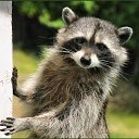  Raccoon,  -  8  2016