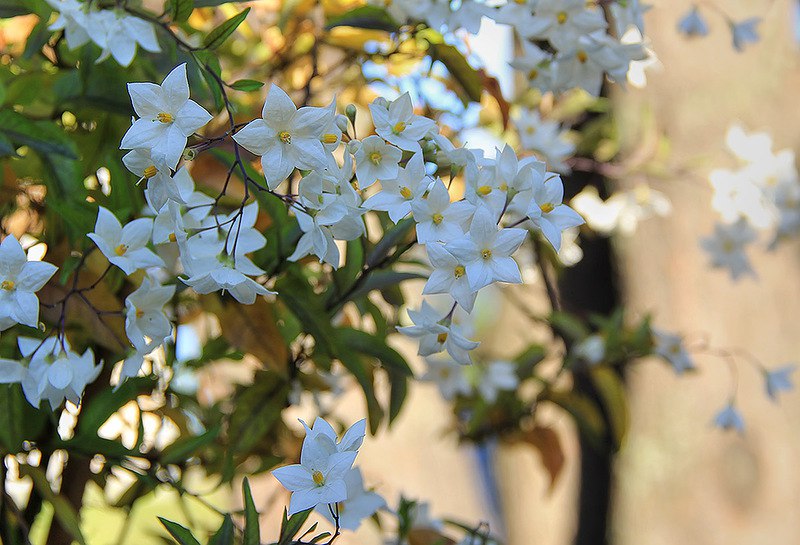 Рекою ласки из души струится трепетная…нежность