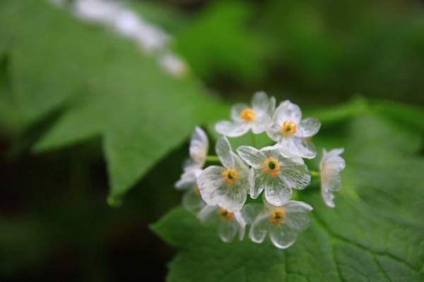      (Diphylleia grayi)  .    ... - 2