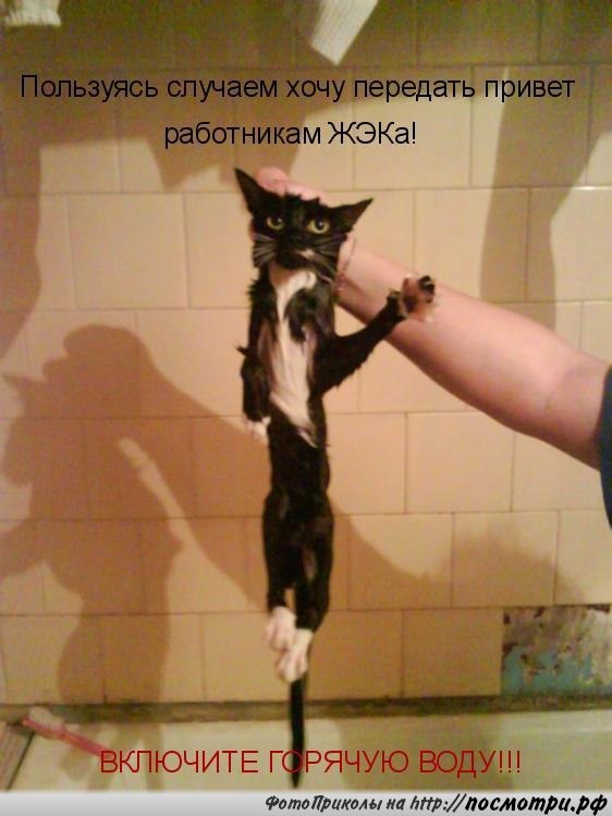 Без кота и жизнь не та - 15 марта 2016 в 08:07