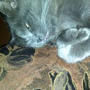 ���� ������, �����, 52 ���� - ��������� 31 ������� 2016 � ������ ���� ����������