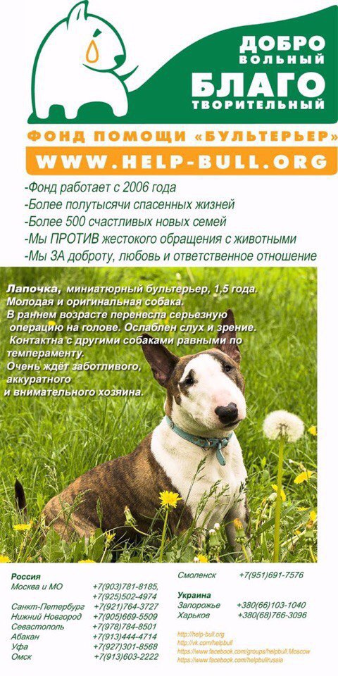 Английский бультерьер. - 6 мая 2016 в 11:01