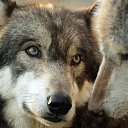 ���� Andre, ������ - ��������� 7 ���� 2016