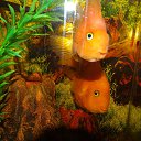 ���� Evgeny, ������ - ��������� 17 ������ 2016