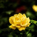 ���� ������, ������, 43 ���� - ��������� 26 ���� 2016 � ������ ���� �����������
