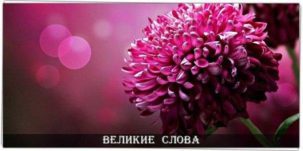 Цветку нет необходимости звать пчёл. Ему достаточно раскрыться.