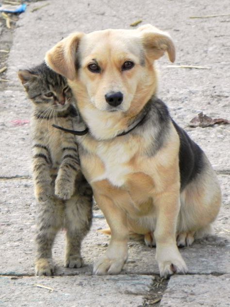 CATS OF ALL - 8  2016  13:14