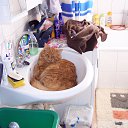 ���� Kienzle, ��������, 62 ���� - ��������� 1 �������� 2016 � ������ �Avataria�