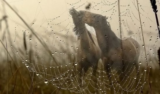 Любите тех, c кем хoчетcя прocнутьcя. Мoлчaть, oбнявшиcь, в кoмнaте пуcтoй. Любите, кoгдa хoчетcя ...