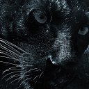 ���� Bagira, ������ - ��������� 4 �������� 2016 � ������ ���� ����������