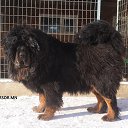 ���� Amgaa Kharsor, ����-�����, 52 ���� - ��������� 17 ���� 2016 � ������ ���� ����������