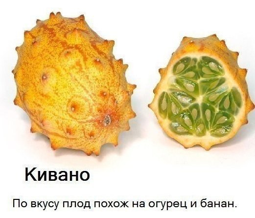 Экзотические фрукты. Это нужно успеть попробовать за жизнь! #интересное@cooklove - 5