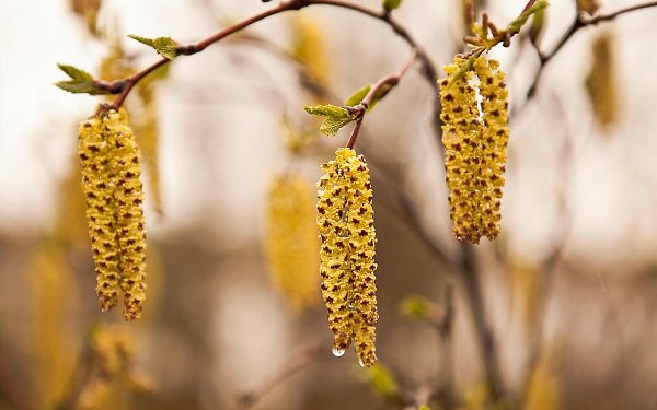    .    ,     . ... - 3