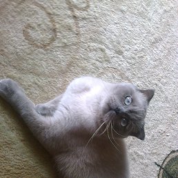 ���� ����, ������-��-����, 41 ��� - ��������� 23 ������ 2016