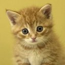 ���� Serzh&trade; Online, �����, 60 ��� - ��������� 29 ����� 2016 � ������ �SERZH�