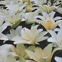 COURIER (��-������) �� ������ �� ������� ���� ����ۻ