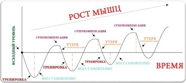 Суперкомпенсация: основа роста! В нашем организме происходит непрерывный процесс расщепления и ...